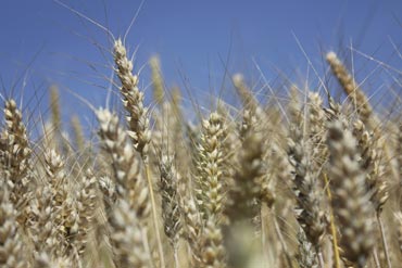 Les céréales : une bonne base pour l’alimentation des chevaux ?